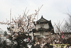 姫路城の梅と桜
