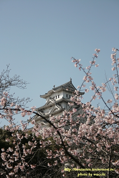 やっぱり桜は姫路城です～＾＾