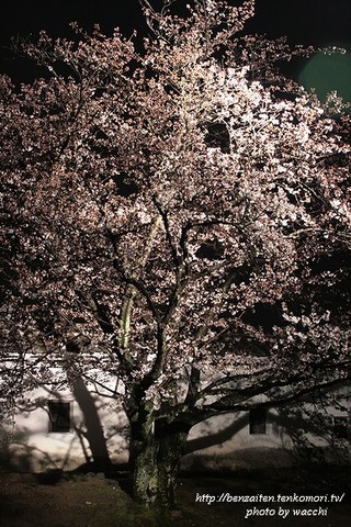 花あかり夜桜会～姫路城西の丸庭園～