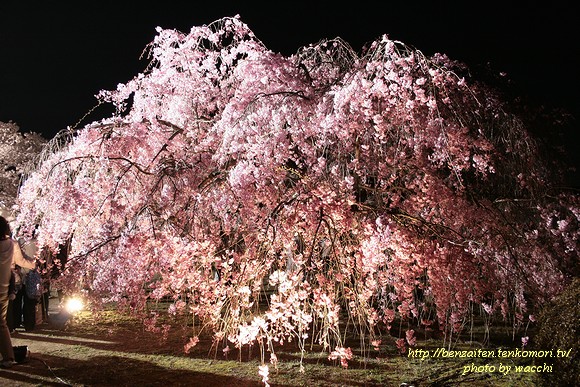 姫路城西の丸庭園～満開の枝垂桜～