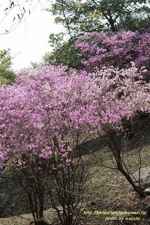 第4回東山公園つつじまつり(4/12~19)へ行ってきました