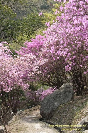 第4回東山公園つつじまつり(4/12~19)へ行ってきました