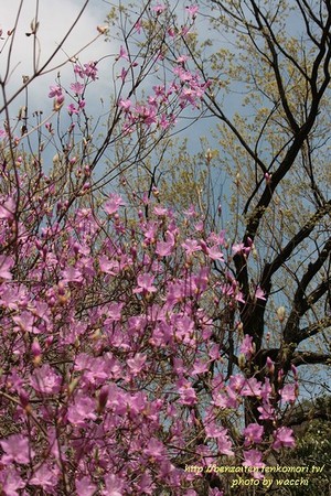 第4回東山公園つつじまつり(4/12~19)へ行ってきました