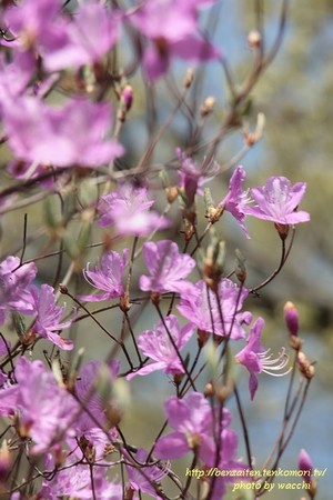 第4回東山公園つつじまつり(4/12~19)へ行ってきました