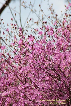 第4回東山公園つつじまつり(4/12~19)へ行ってきました