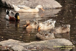 第4回東山公園つつじまつり(4/12~19)へ行ってきました