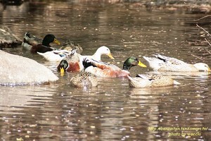 第4回東山公園つつじまつり(4/12~19)へ行ってきました