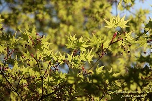 第4回東山公園つつじまつり(4/12~19)へ行ってきました