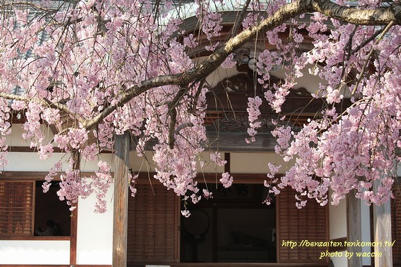 龍野聚遠亭の枝垂桜と桜舞い散る龍野城