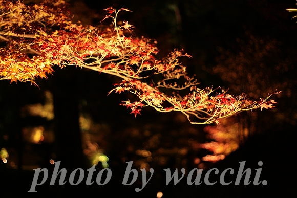 京都・嵐山『宝厳院』紅葉ライトアップ