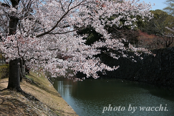 2011年姫路の『桜』特集