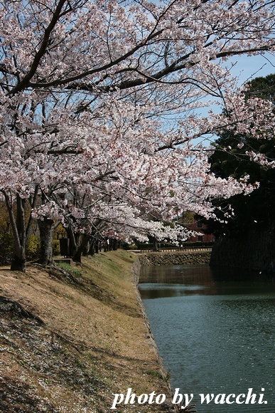 桜～姫路城中濠付近～