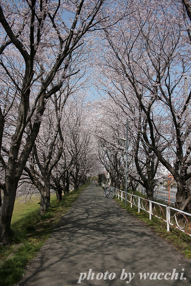 桜～夢前川沿い～