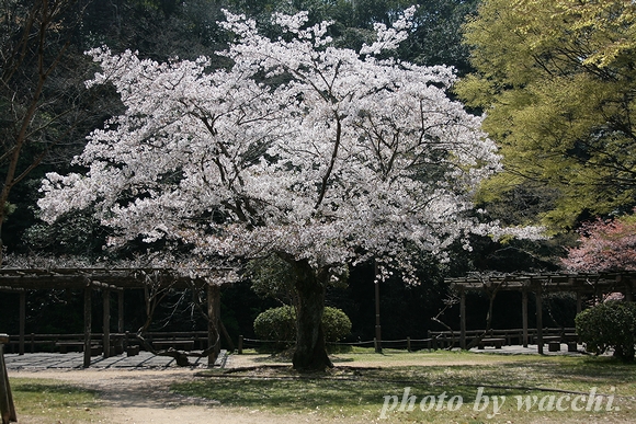 桜～姫路城周辺～