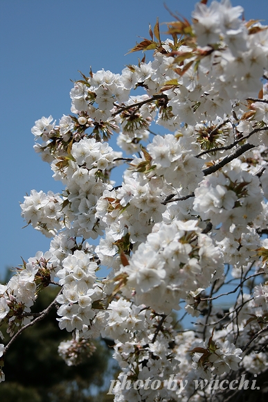 桜～姫路城周辺～