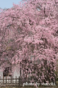 桜～姫路城西の丸～