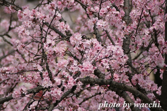 桜～姫路城三の丸～