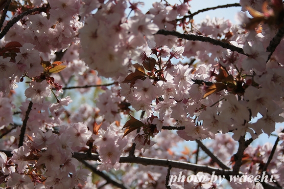 桜～姫路城中の門跡付近～