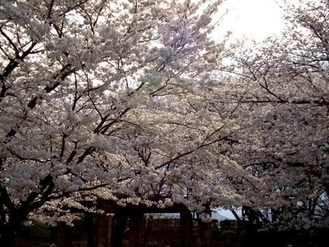 姫路城の桜が満開です～