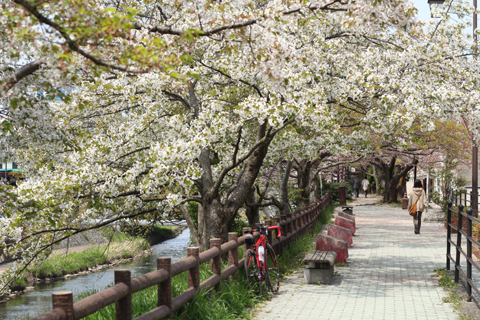 鳥取の桜・・・１週間遅かった