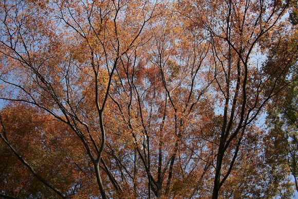 手柄山中央公園の紅葉（2008年）