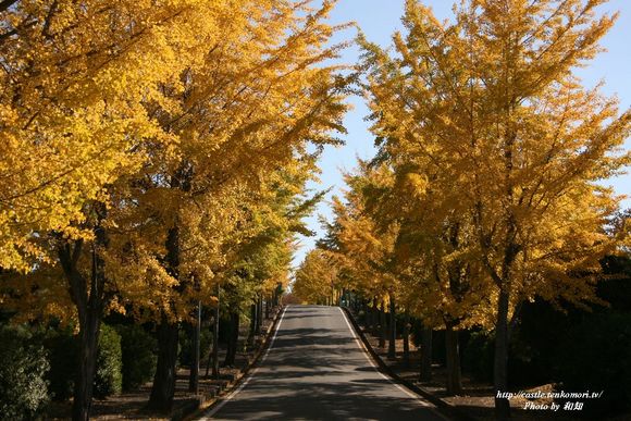 名古山の銀杏並木と紅葉（2008年）