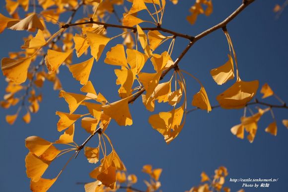 名古山の銀杏並木と紅葉（2008年）