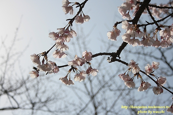 桜ちらほら春の訪れ～姫路城～