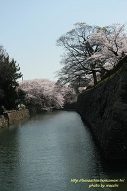 姫路城の桜満開～晴天に恵まれ～
