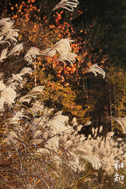 峰山高原の紅葉～鮮やかな秋の彩り～