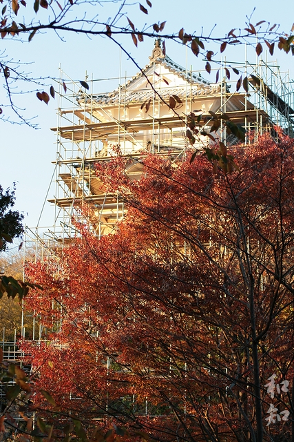 秋色の姫路城～桜の紅葉～
