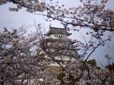 桜に浮かぶ姫路城。。。