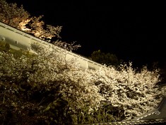 姫路城～夜桜ライトアップ～