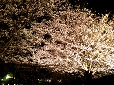 姫路城～夜桜ライトアップ～