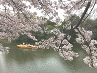 姫路城の桜色。
