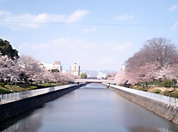 東洋大姫路は散ったけど桜は満開近しです。