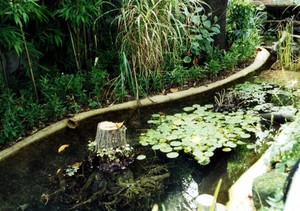 ビオトープ