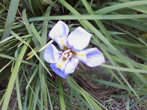 寒咲き菖蒲(寒咲きアヤメ)