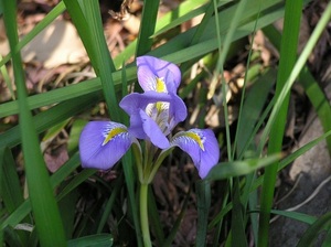 寒咲き菖蒲(寒咲きアヤメ)