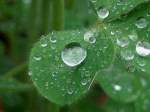 穀雨