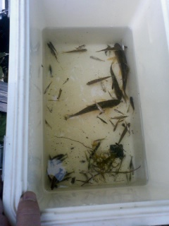 魚 いただき・・・・・・・