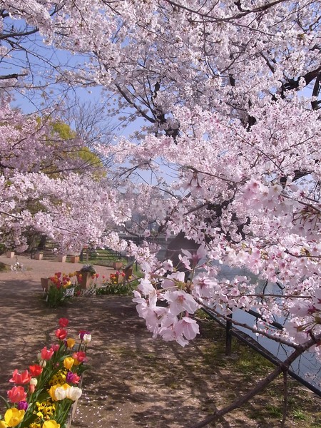 お知らせと京橋の桜
