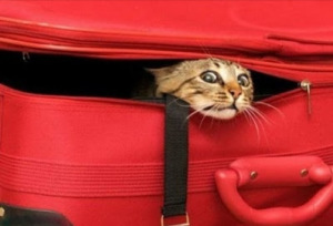 え？アメリカ旅行 スーツケース２個目から超過料金？