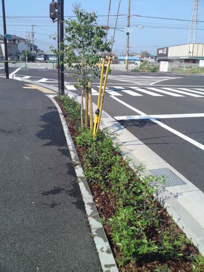 植栽と街路樹