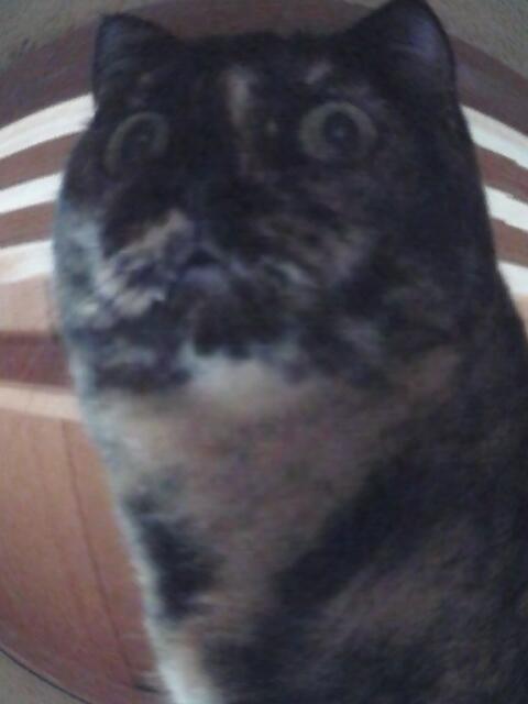 まぐろさんのおめめにゃら