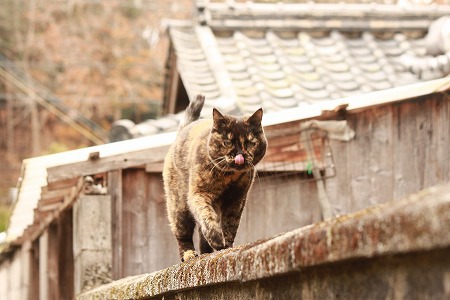 やっぱり、、、 やっぱり、、、
