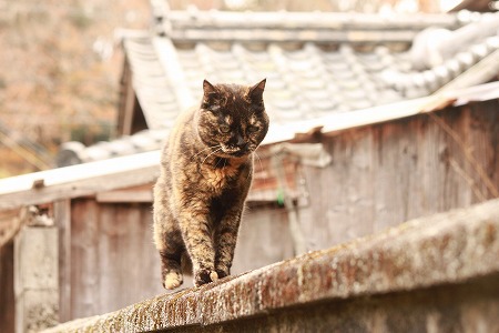 やっぱり、、、 やっぱり、、、