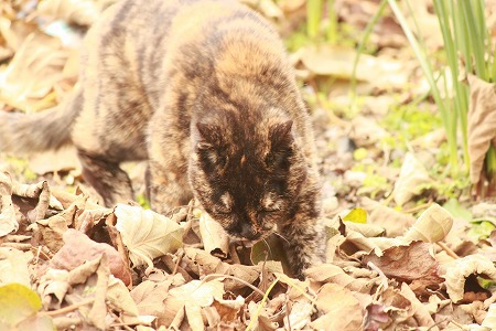 さがしものは にゃんですかー? さがしものは にゃんですかー?