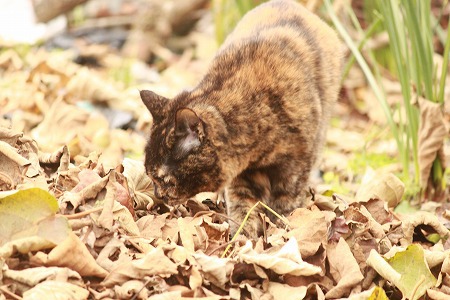 さがしものは にゃんですかー? さがしものは にゃんですかー?