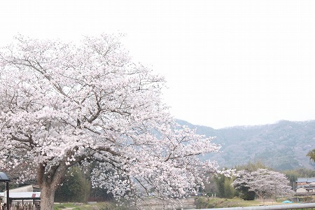 おはにゃみ したかにゃ~? おはにゃみ したかにゃ~?
